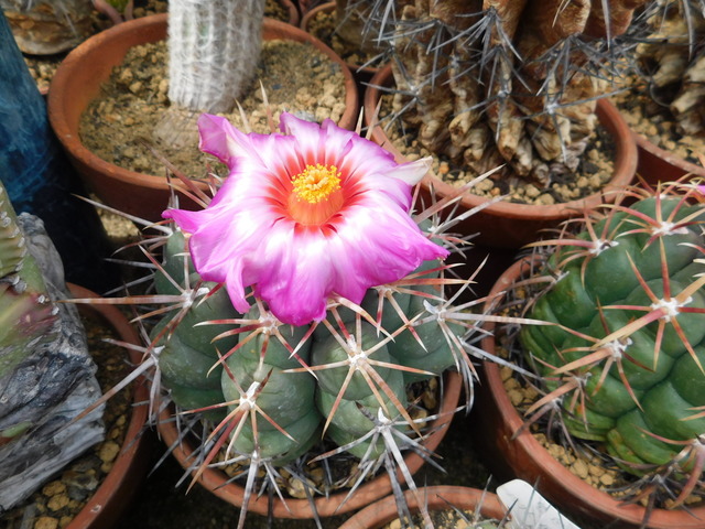 DSCN5239.JPG
