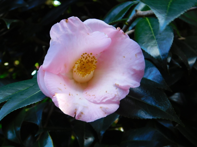 DSCN5241.JPG