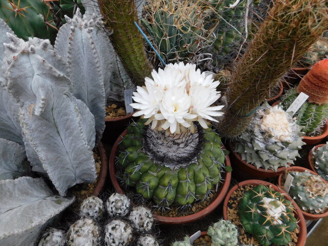 DSCN5242.JPG