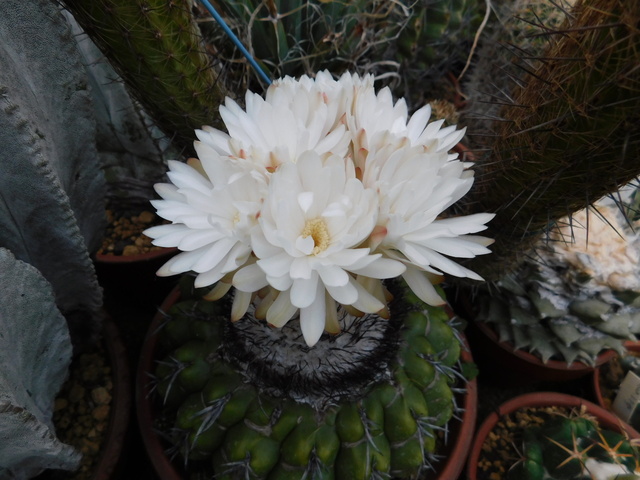 DSCN5243.JPG