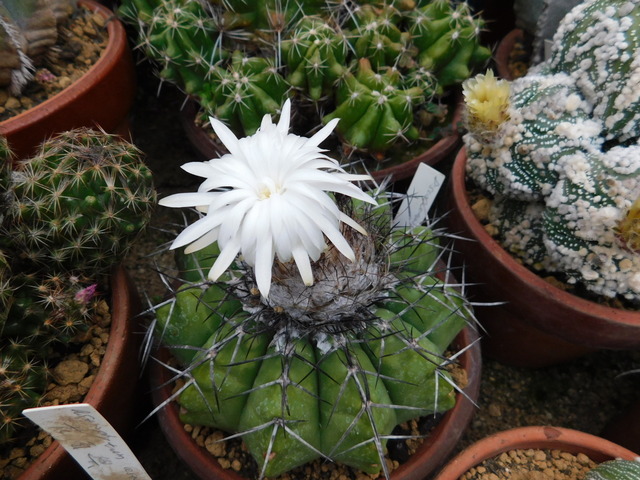 DSCN5245.JPG