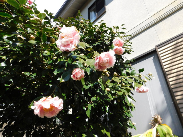 DSCN5246.JPG