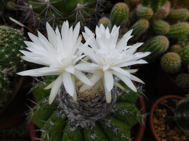 DSCN5249.JPG