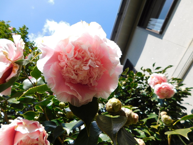 DSCN5250.JPG