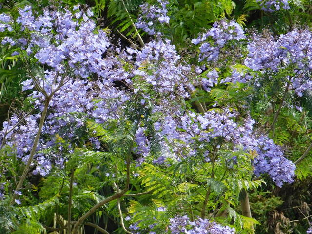 DSCN5270.JPG