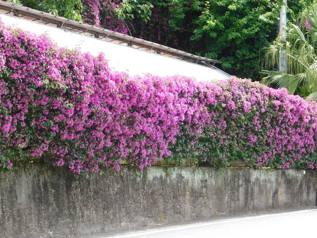 DSCN5272.JPG