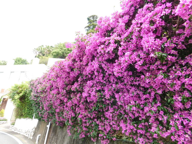 DSCN5278.JPG