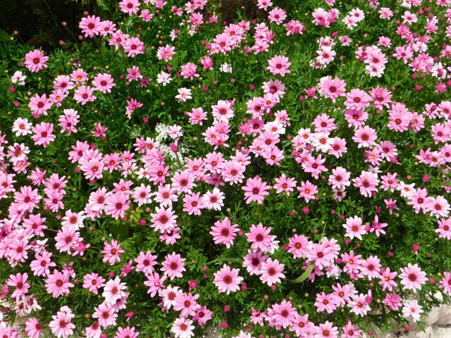 DSCN5284.JPG
