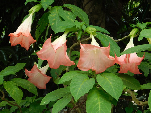 DSCN5287.JPG