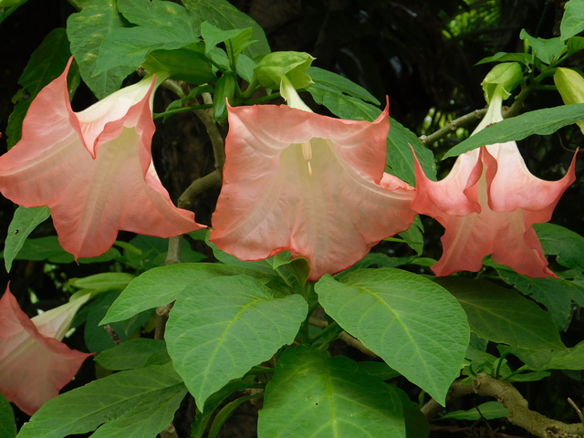 DSCN5289.JPG