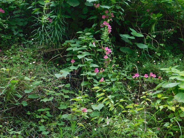 DSCN5292.JPG