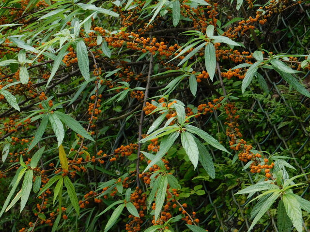 DSCN5294.JPG