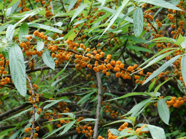 DSCN5296.JPG