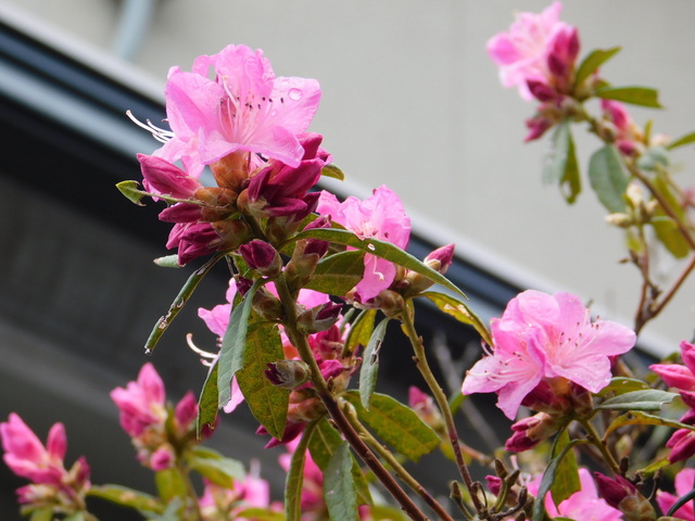 DSCN5319.JPG