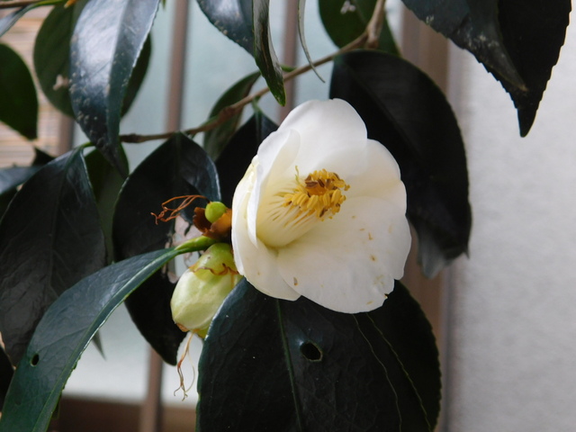 DSCN5320.JPG