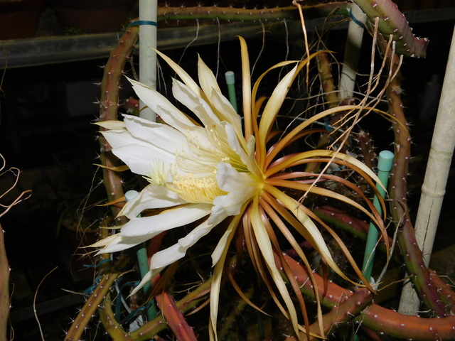 DSCN5327.JPG