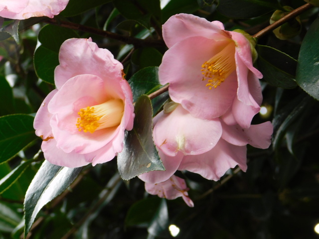 DSCN5328.JPG