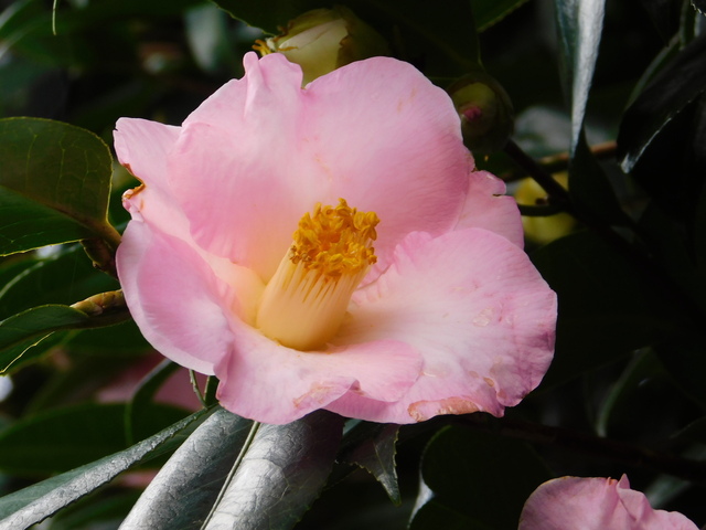 DSCN5330.JPG