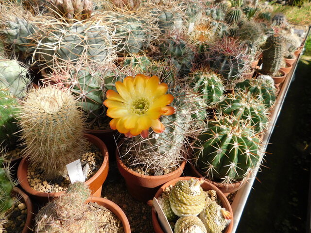 DSCN5331.JPG