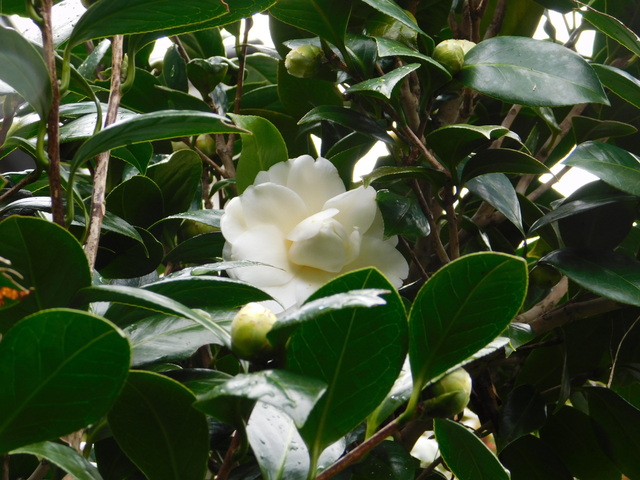 DSCN5332.JPG