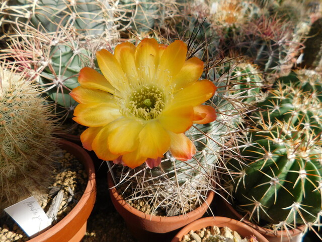 DSCN5333.JPG