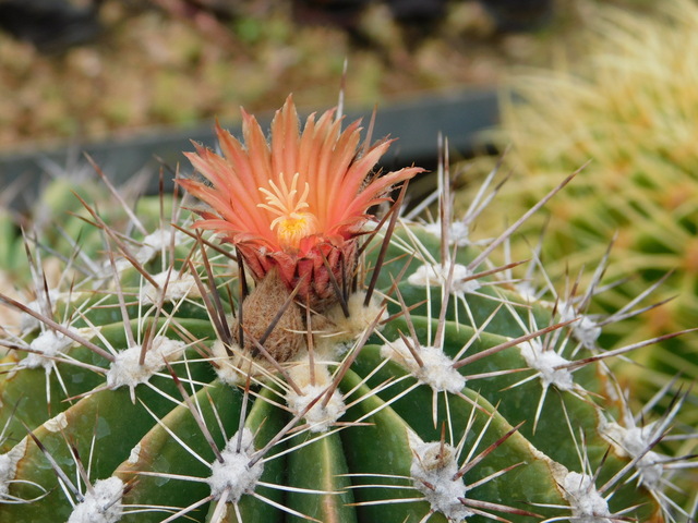 DSCN5340.JPG
