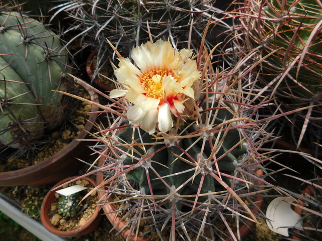 DSCN5341.JPG