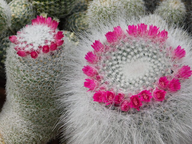 DSCN5346.JPG