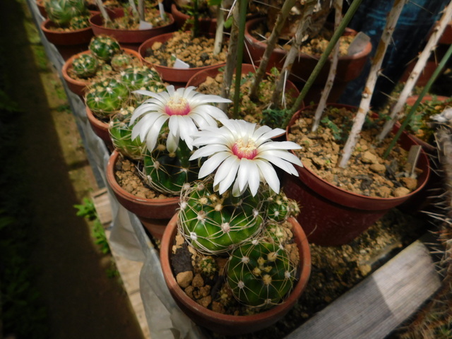 DSCN5347.JPG