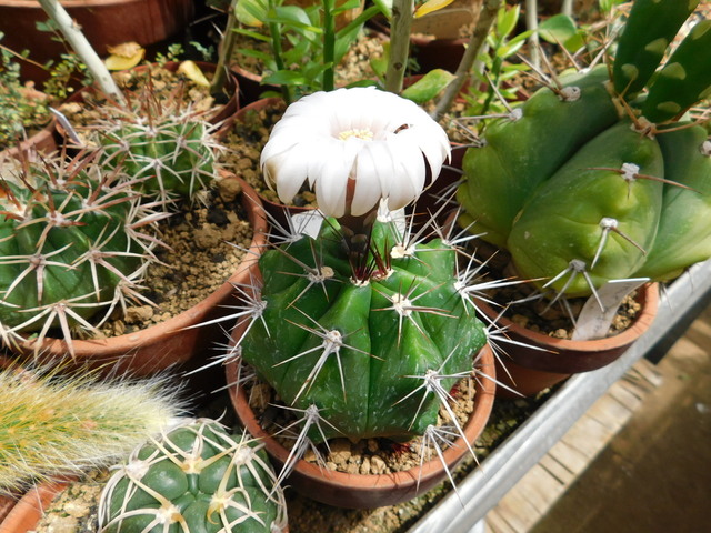 DSCN5351.JPG
