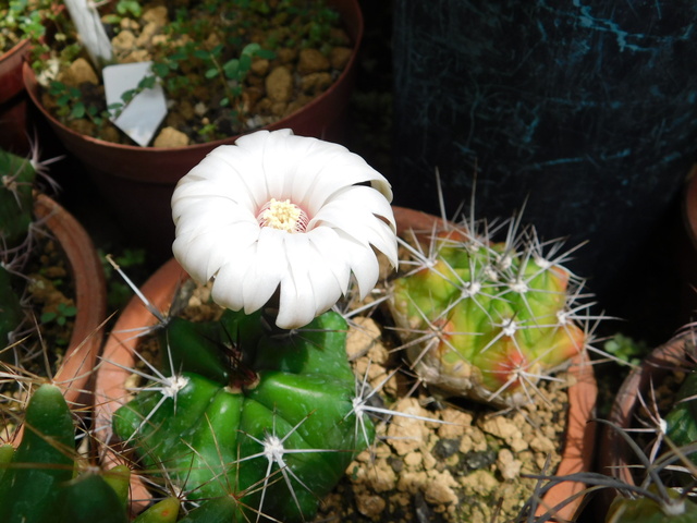 DSCN5353.JPG