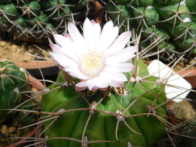 DSCN5354.JPG