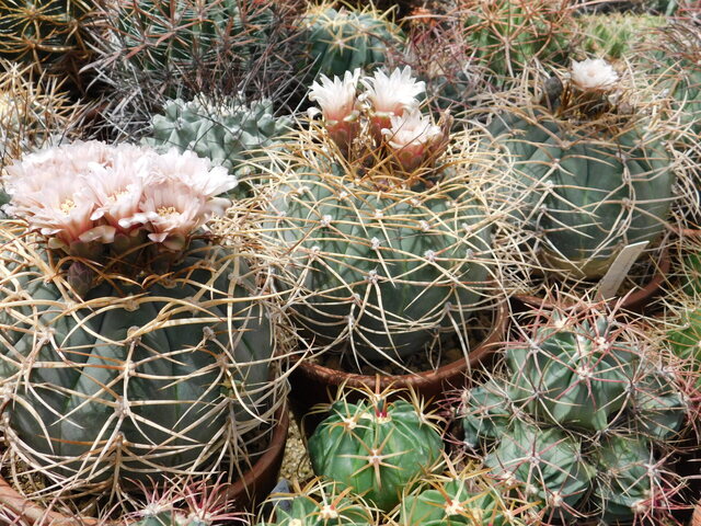 DSCN5359.JPG