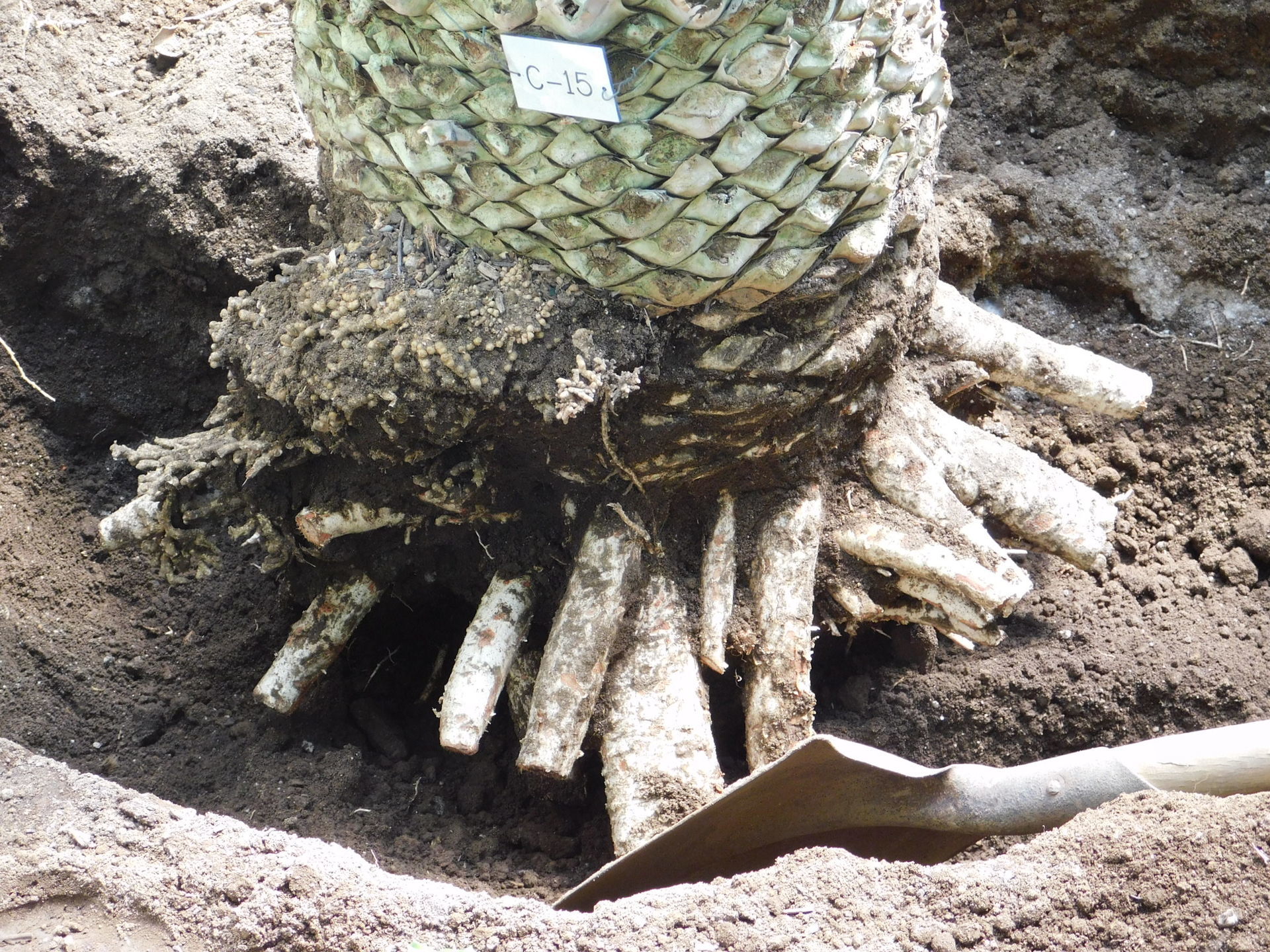 ソテツの植え替え: 学芸員の独り言