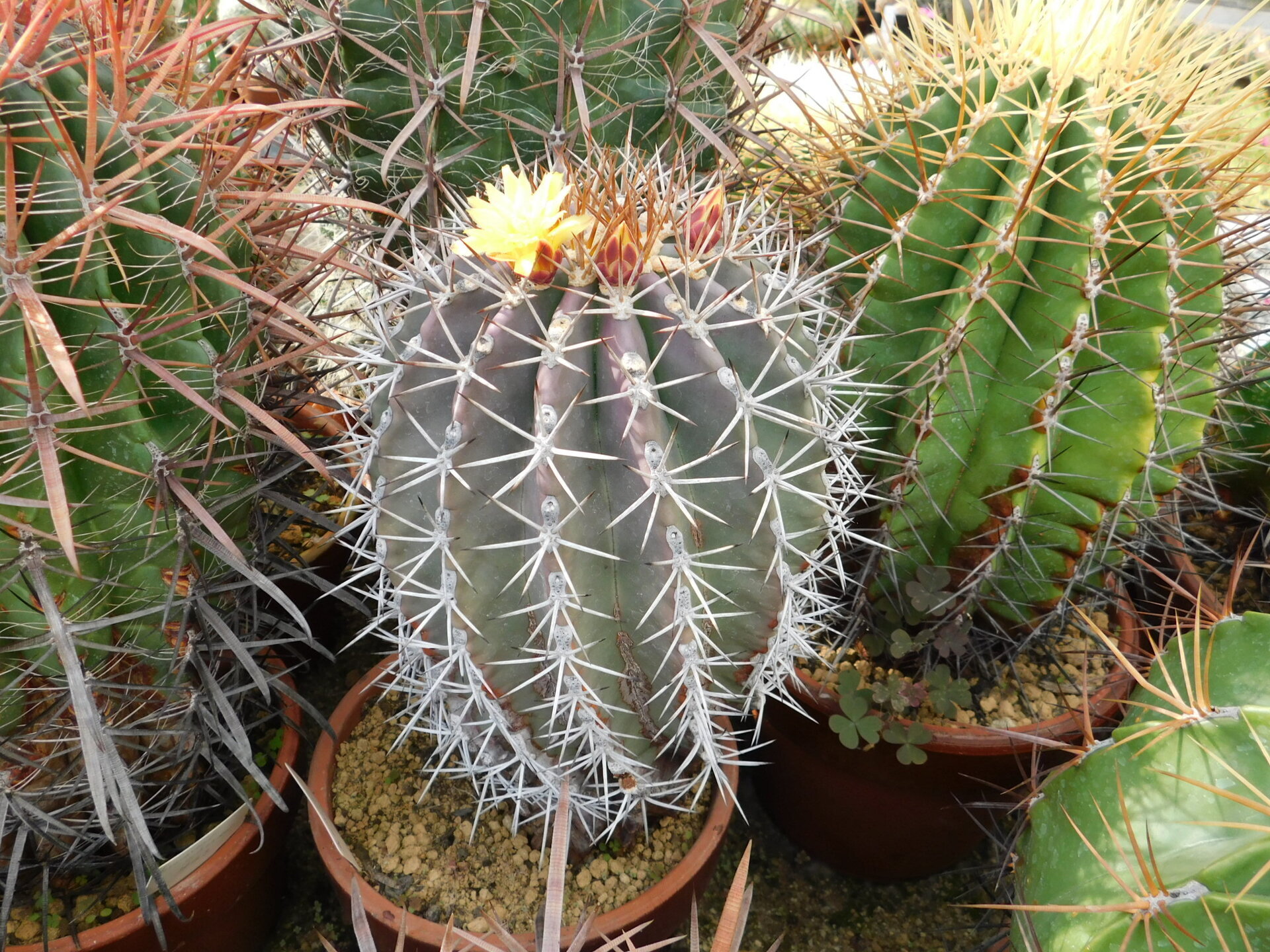 フェロカクタス・リンゼイ咲く: 学芸員の独り言