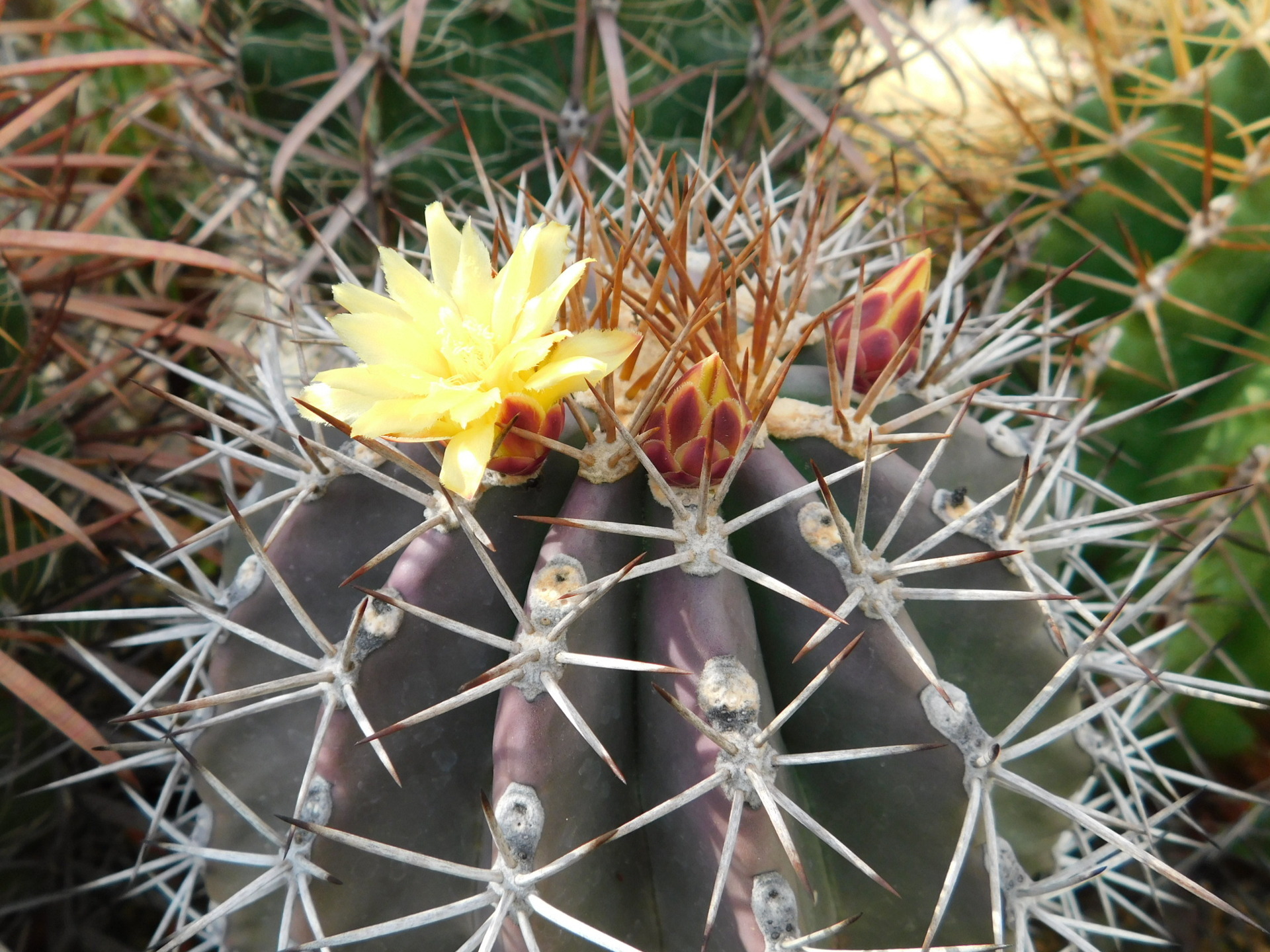 フェロカクタス・リンゼイ咲く: 学芸員の独り言