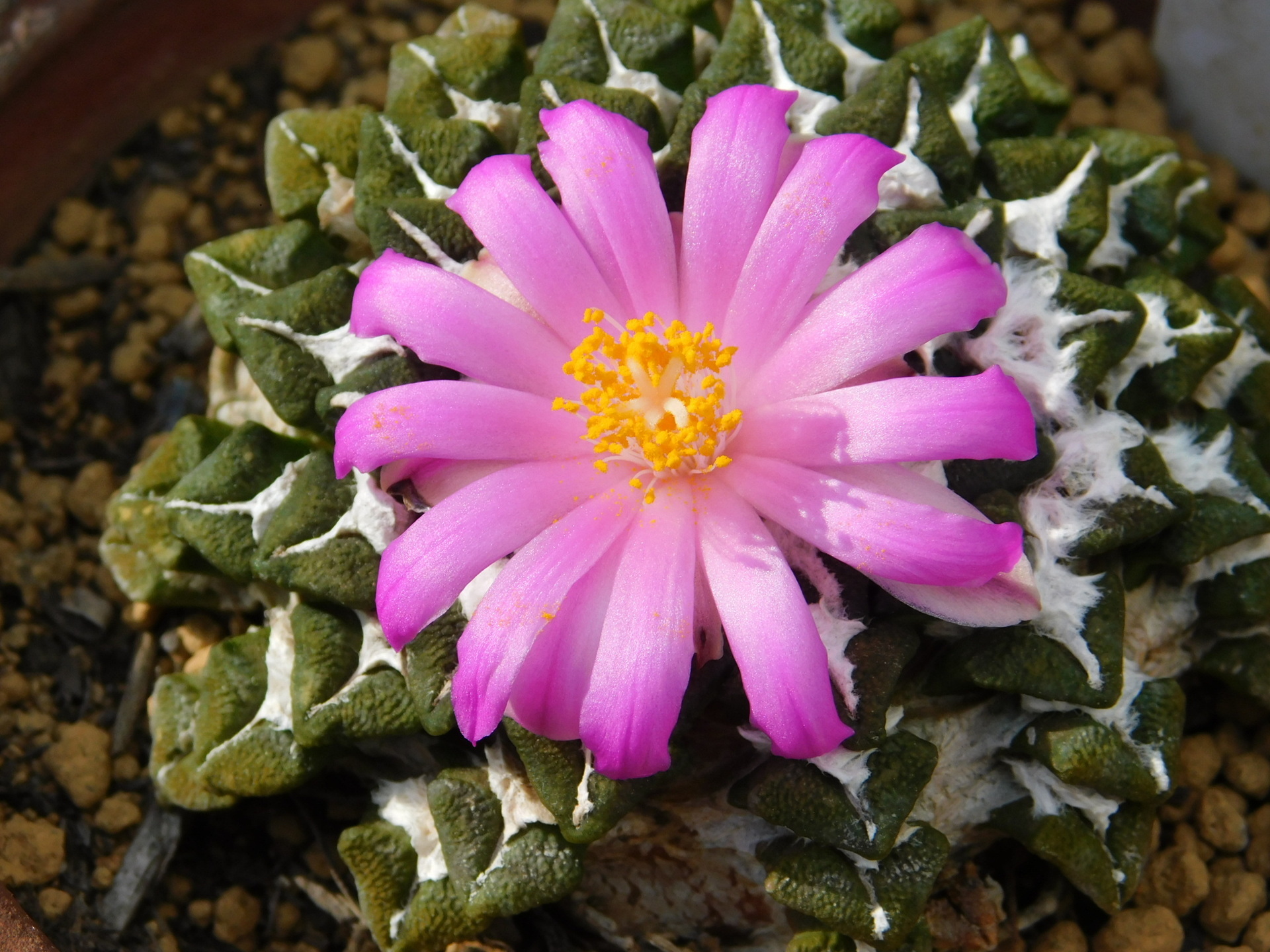 フェロカクタス・リンゼイ咲く: 学芸員の独り言