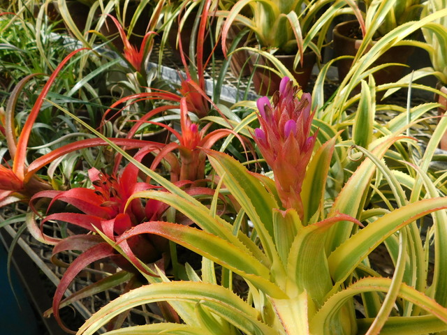 DSCN5410.JPG