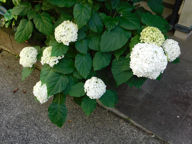 DSCN5411.JPG