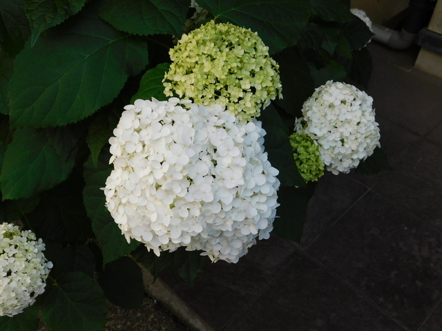 DSCN5413.JPG