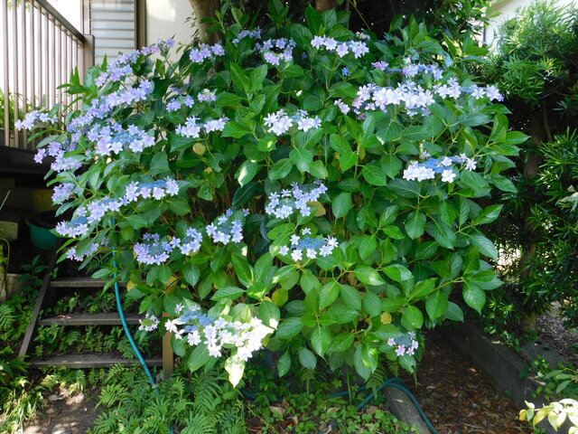 DSCN5466.JPG