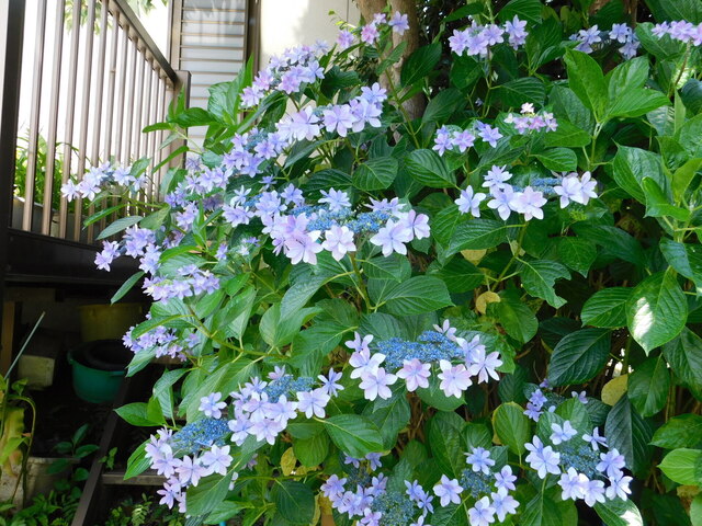 DSCN5468.JPG