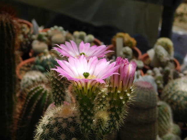 DSCN5470.JPG
