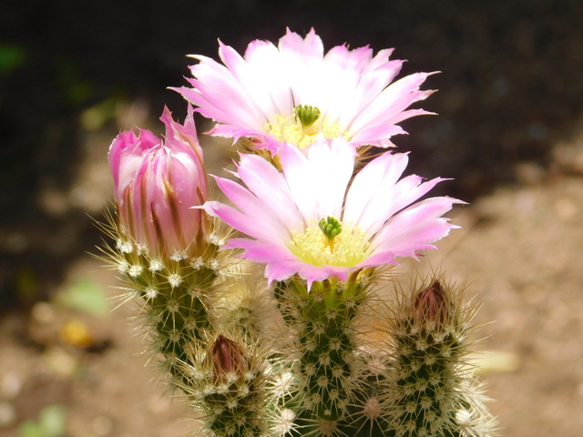 DSCN5473.JPG