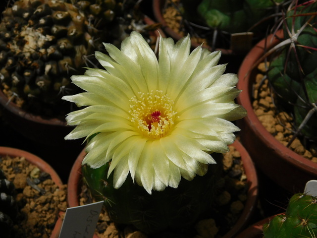 DSCN5478.JPG