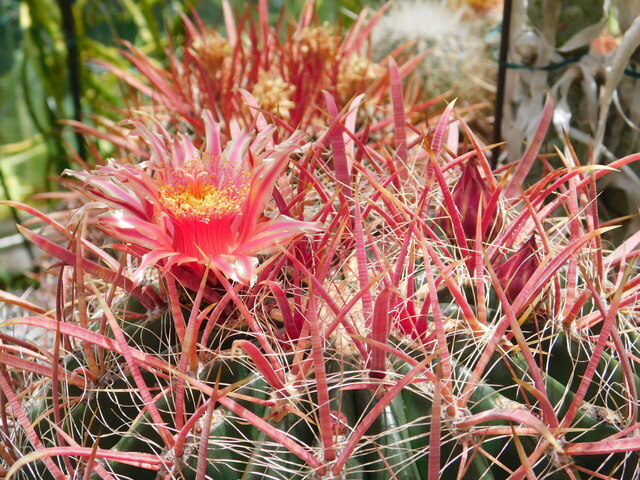 DSCN5482.JPG