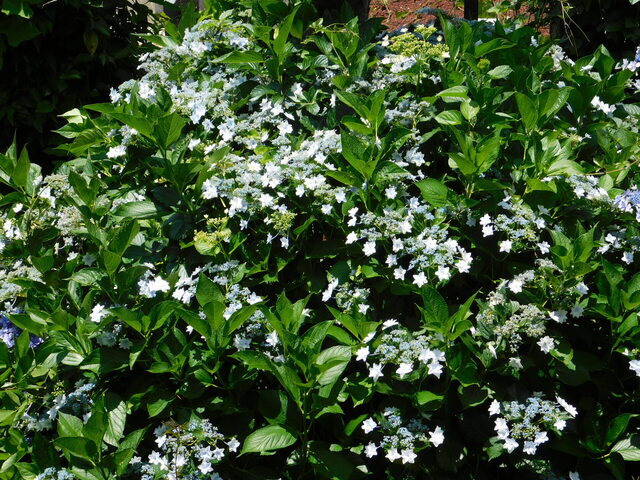 DSCN5492.JPG