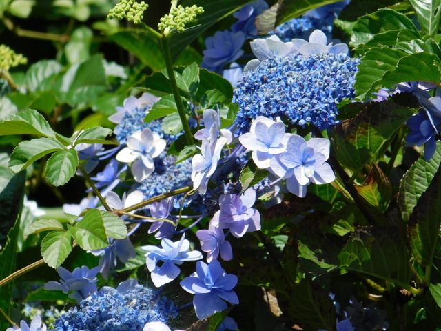 DSCN5498.JPG