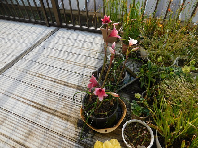 DSCN5523.JPG