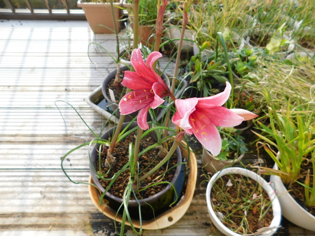 DSCN5524.JPG